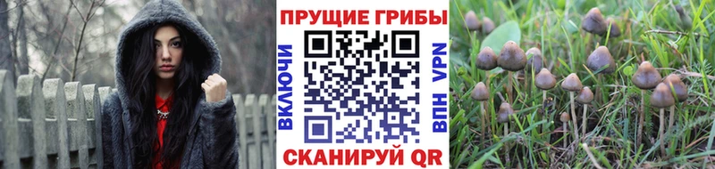 хочу   Циолковский  мега онион  Галлюциногенные грибы мицелий 